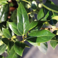 Needlepoint Holly -Evergreen Store Needlepoint Holly 3