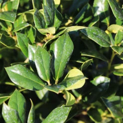 Needlepoint Holly -Evergreen Store Needlepoint Holly 4