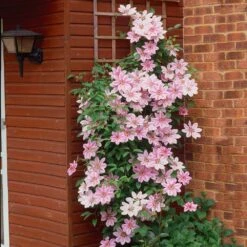 Nelly Moser Clematis Vine 6 Nelly Moser Clematis Vine -Evergreen Store Nely Moser Clematis 2 FGT