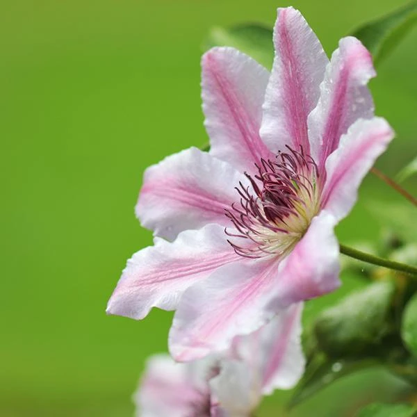 Nelly Moser Clematis Vine 1 Nelly Moser Clematis Vine
