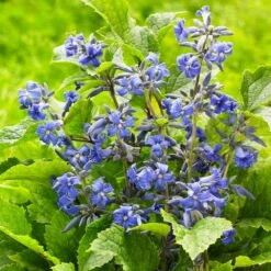 New Love Clematis Shrub -Evergreen Store New Love clematis 3