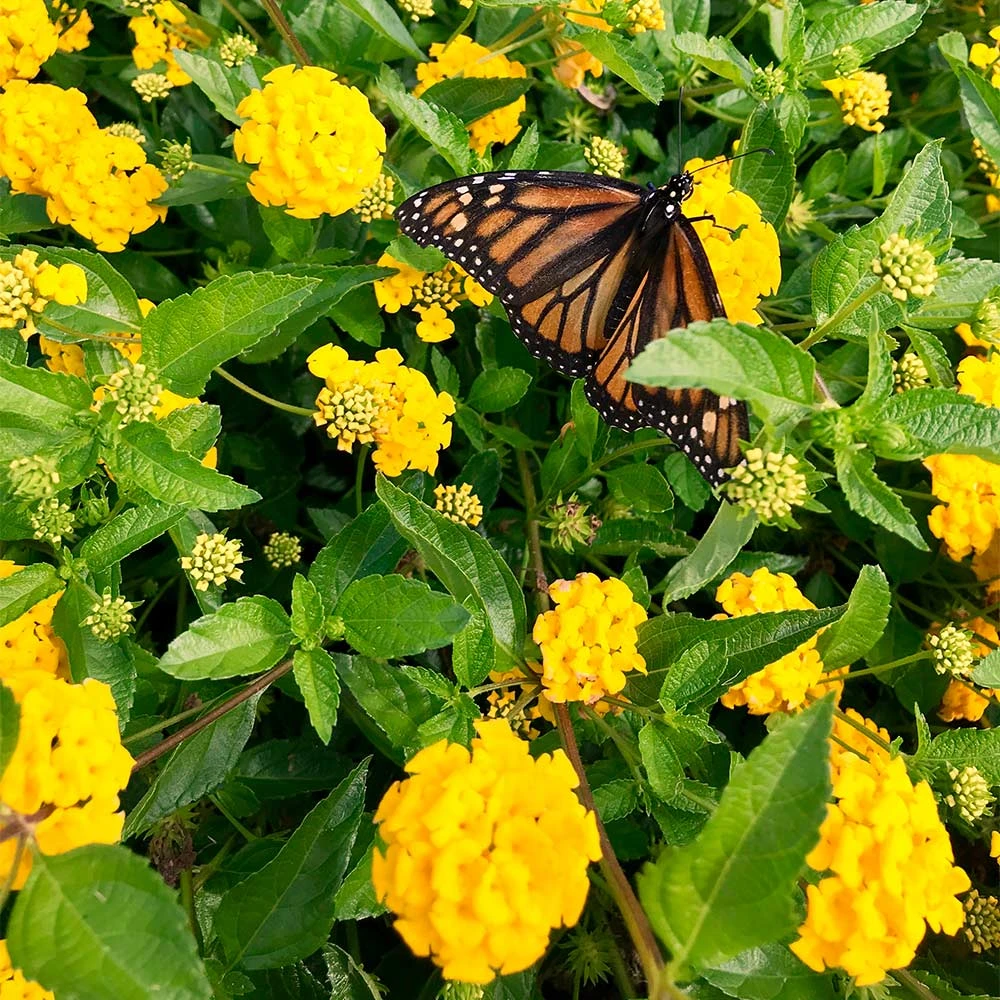 New Gold Lantana 2 New Gold Lantana - Image 2