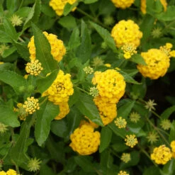 New Gold Lantana 6 New Gold Lantana -Evergreen Store New gold Lantana 3