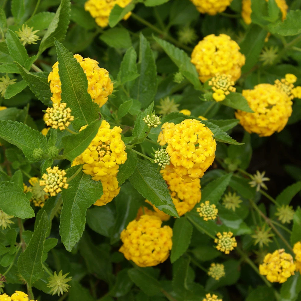 New Gold Lantana 3 New Gold Lantana - Image 3