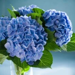 Nikko Blue Hydrangea 7 Nikko Blue Hydrangea -Evergreen Store Nikko Blue Hydrangea 2 FGT