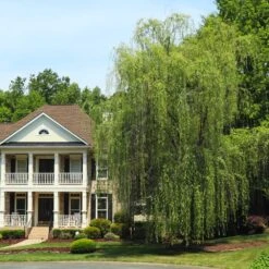 Niobe Golden Weeping Willow 7 Niobe Golden Weeping Willow -Evergreen Store Niobe weeping willow 3