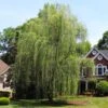 Niobe Golden Weeping Willow