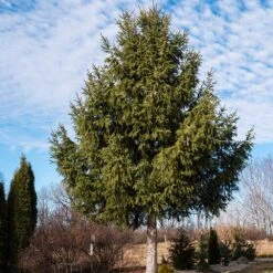 Norway Spruce Tree -Evergreen Store Norway Spruce 2 FGT