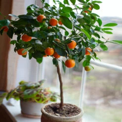 Nules Clementine Tree 6 Nules Clementine Tree -Evergreen Store Nules Clementine 2 FGT c092ce2d a906 45fb 86fe 704ce2a65d74