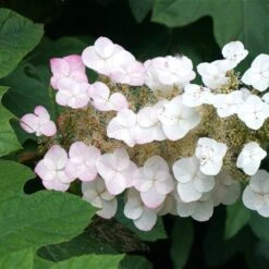 Oakleaf Hydrangea Shrub -Evergreen Store OAKLEAF FGT THUMB a396bc6d 9d3c 49ac 82c6 f1db3d28bb3d