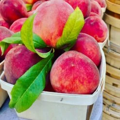 O'Henry Peach Tree -Evergreen Store OHenry Peach 3