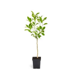 Calamondin Tree -Evergreen Store ORG CAL 12 1QT