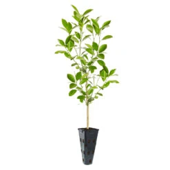 Calamondin Tree -Evergreen Store ORG CAL 23 C