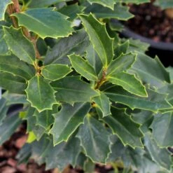 Oak Leaf™ Holly Tree 6 Oak Leaf™ Holly Tree -Evergreen Store Oak Leaf Holly 3