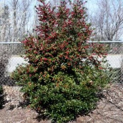 Oak Leaf™ Holly Tree 7 Oak Leaf™ Holly Tree -Evergreen Store Oak Leaf Holly 4