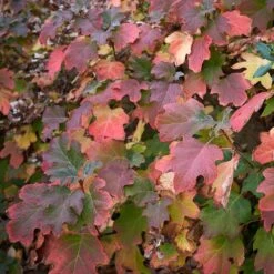 Oakleaf Hydrangea Shrub -Evergreen Store Oakleaf Hydrangea 2 FGT