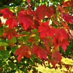 October Glory Red Maple Tree -Evergreen Store October Glory Maple 2 FGT