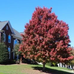 October Glory Red Maple Tree -Evergreen Store October Glory Maple 4