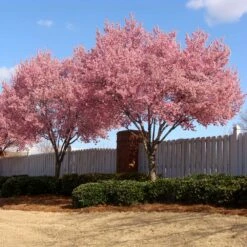 Okame Cherry Tree -Evergreen Store Okame Cherry 02 FGT