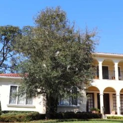 Oliana Olive Tree 5 Oliana Olive Tree -Evergreen Store Oliana Olive 2