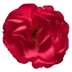 Oso Easy® Double Red Rose -Evergreen Store Oso Double Red Rose 3