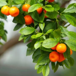Owari Satsuma Mandarin Tree -Evergreen Store Owari Satsuma Mandarin 3