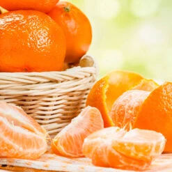 Owari Satsuma Mandarin Tree - USDA Organic -Evergreen Store Owari Satsuma Mandarin 6 059959a1 9dcb 49f6 9725 6258819ebcab