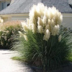 Pampas Grass -Evergreen Store Pampas Grass 4 FGT
