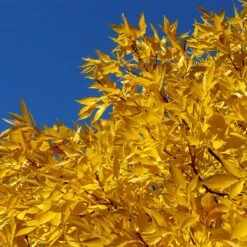 Patmore Green Ash Tree -Evergreen Store Patmore Green Ash 2