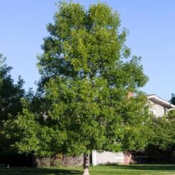 Patmore Green Ash Tree -Evergreen Store Patmore Green Ash 4