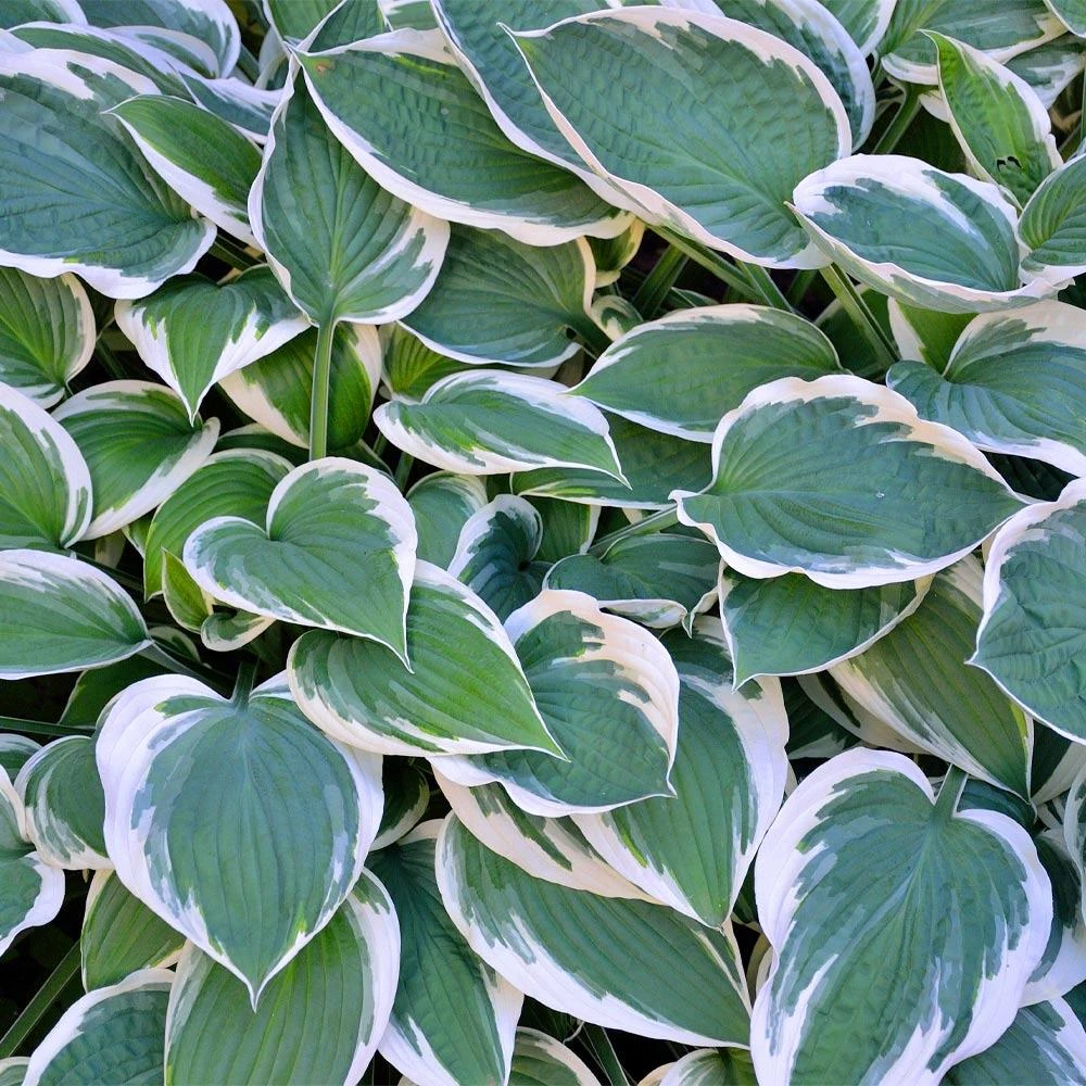 Patriot Hosta Plant 3 Patriot Hosta Plant - Image 3