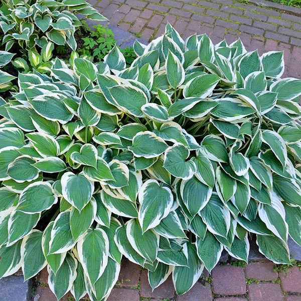 Patriot Hosta Plant 1 Patriot Hosta Plant