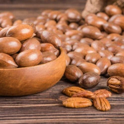 Pawnee Pecan Tree -Evergreen Store Pawnee Pecan 4 FGT