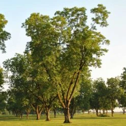 Pawnee Pecan Tree -Evergreen Store Pawnee Pecan 5 FGT