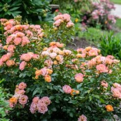 Peach Drift® Rose 5 Peach Drift® Rose -Evergreen Store Peach Drift Rose 2 FGT