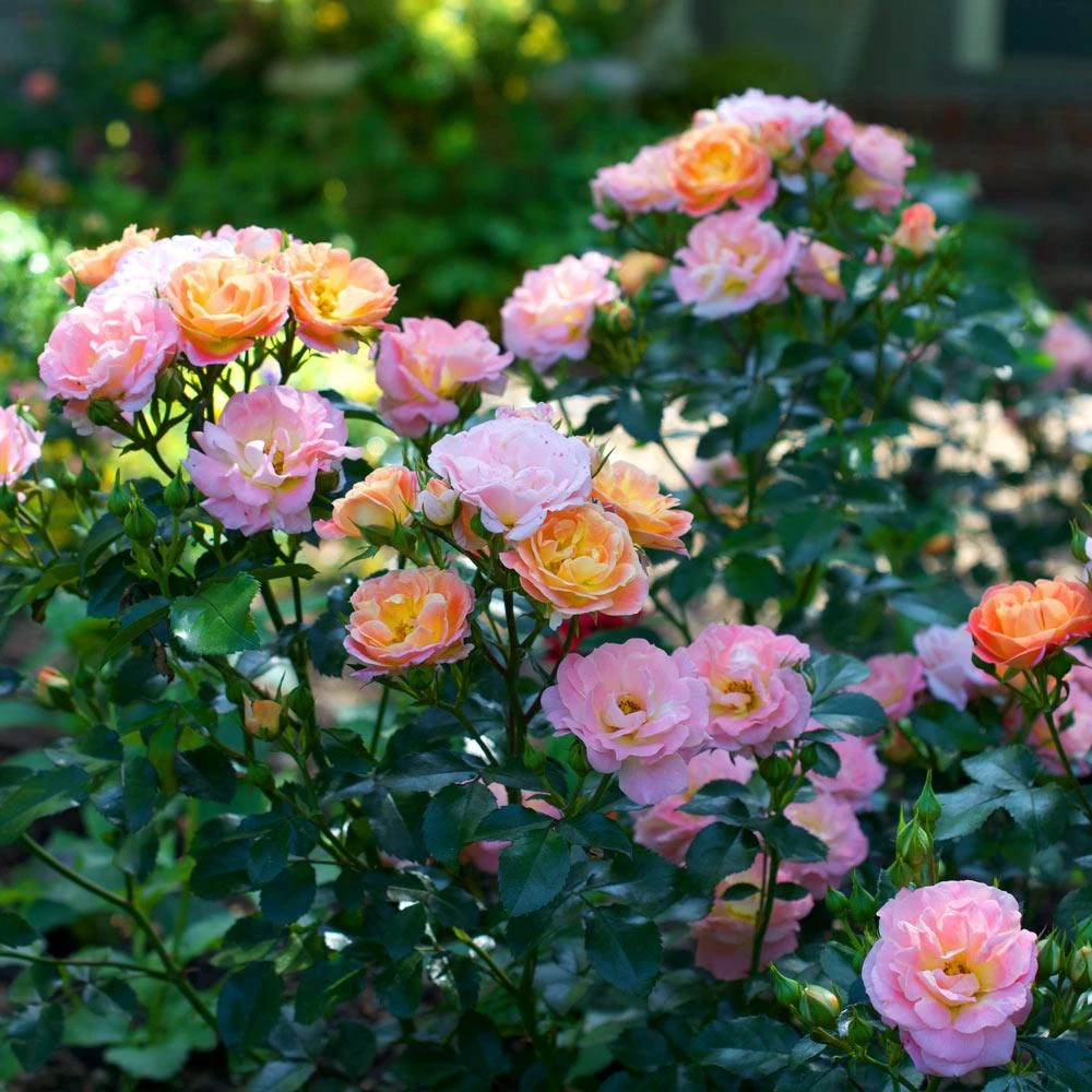 Peach Drift® Rose 2 Peach Drift® Rose - Image 2