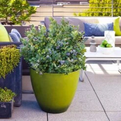 Bushel And Berry® Peach Sorbet™ Blueberry Bush -Evergreen Store Peach Sorbet BLueberry 2 FGT