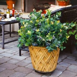 Bushel And Berry® Peach Sorbet™ Blueberry Bush -Evergreen Store Peach Sorbet BLueberry 3 BB