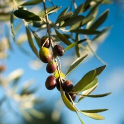 Pendolino Olive Tree -Evergreen Store Pendolino Olive