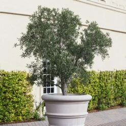 Pendolino Olive Tree -Evergreen Store Pendolino Olive FGT 2