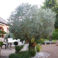 Pendolino Olive Tree -Evergreen Store Pendolino Olive FGT 3