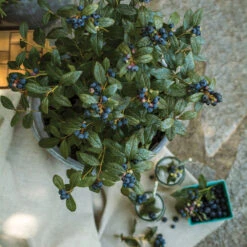 Bushel And Berry® Perpetua Blueberry -Evergreen Store Perpetua Blueberry 1 FGT