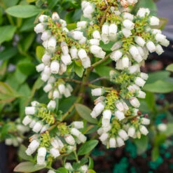 Bushel And Berry® Perpetua Blueberry -Evergreen Store Perpetua Blueberry 3