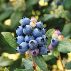 Bushel And Berry® Perpetua Blueberry -Evergreen Store Perpetua Blueberry 6 FGT