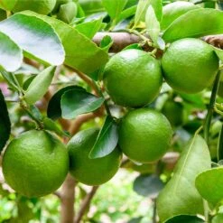 Persian 'Bearss' Lime Tree -Evergreen Store Persian Lime Tree 5 FGT