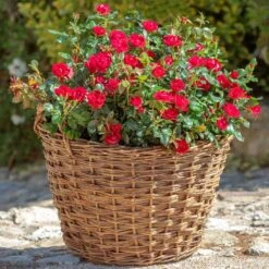 Petite Knock Out® Rose 11 Petite Knock Out® Rose -Evergreen Store Petite Red Knockout Rose2 FGT