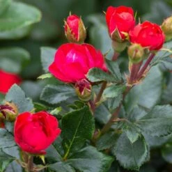 Petite Knock Out® Rose 8 Petite Knock Out® Rose -Evergreen Store Petite Red Knockout Rose3