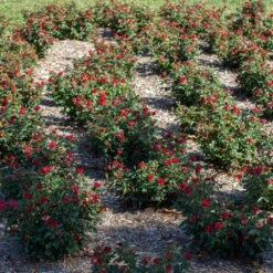 Petite Knock Out® Rose 10 Petite Knock Out® Rose -Evergreen Store Petite Red Knockout Rose6