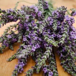 Phenomenal™ Lavender Plant -Evergreen Store Phenomenal Lavender 3 FGT