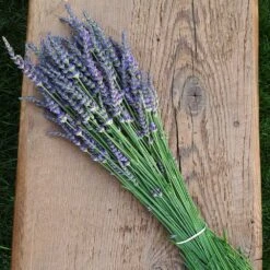 Phenomenal™ Lavender Plant -Evergreen Store Phenomenal Lavender 7